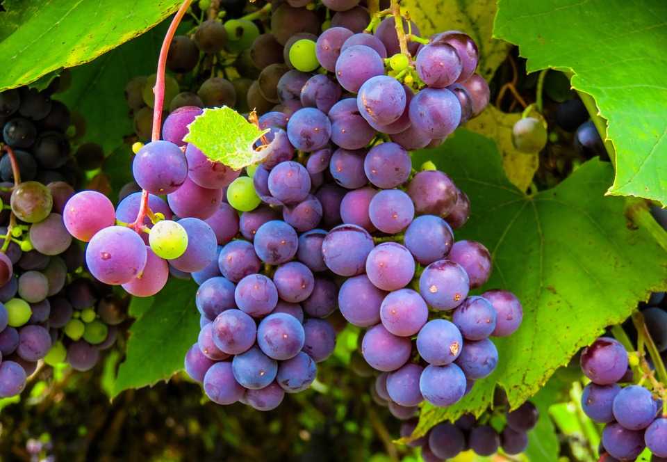 La OIV publicó en 2018 un estudio sobre las variedades de uva en el mundo.